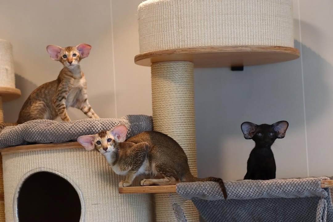 Oriental Shorthair Kitten Characteristics